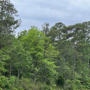 Photo #4 of TBD Betts Rd., Murrells Inlet, SC 32.5 acres