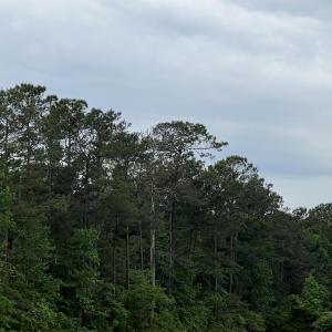Photo #5 of TBD Betts Rd., Murrells Inlet, SC 32.5 acres