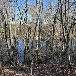 Photo #20 of 821 Lake City Hwy., Johnsonville, SC 149.0 acres