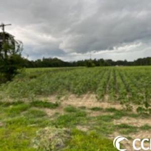 Photo #11 of 821 Lake City Hwy., Johnsonville, SC 149.0 acres