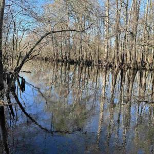 Photo #13 of 821 Lake City Hwy., Johnsonville, SC 149.0 acres