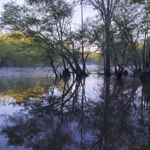 Photo #4 of TBD Black Island Rd., Galivants Ferry, SC 0.5 acres
