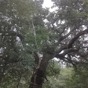 View of nature