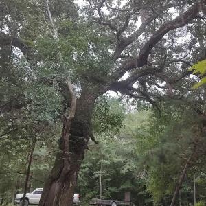 View of local wilderness