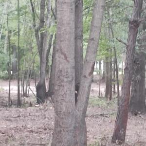 View of nature
