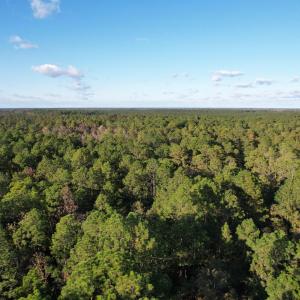 Photo #4 of TBD Roper Woods Rd., Hemingway, SC 92.5 acres