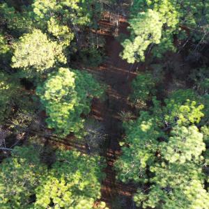 Photo #3 of TBD Roper Woods Rd., Hemingway, SC 92.5 acres