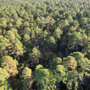 Photo #6 of TBD Roper Woods Rd., Hemingway, SC 92.5 acres