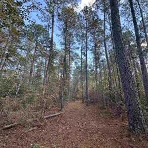 Photo #8 of TBD Roper Woods Rd., Hemingway, SC 92.5 acres