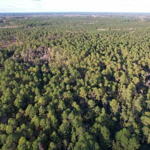Photo #7 of TBD Roper Woods Rd., Hemingway, SC 92.5 acres