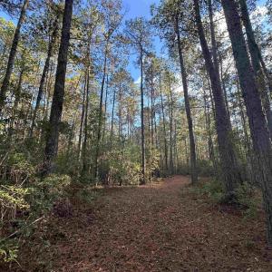 Photo #1 of TBD Roper Woods Rd., Hemingway, SC 92.5 acres