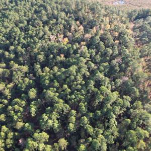 Photo #5 of TBD Roper Woods Rd., Hemingway, SC 92.5 acres