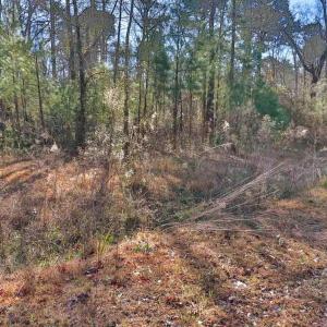 Photo #5 of 4231 Roscoe Rd., Myrtle Beach, SC 1.5 acres