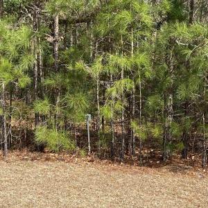 Photo #3 of 634 McCown Dr., Conway, SC 0.7 acres