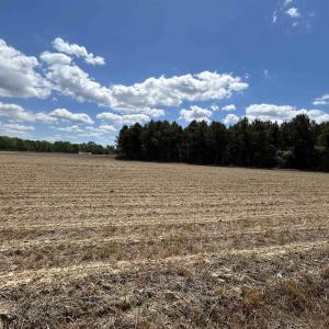 Photo #3 of TBD McClellan Rd., Hamer, SC 7.8 acres