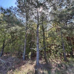 Photo #13 of TBD McClellan Rd., Hamer, SC 7.8 acres