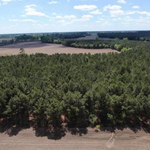 Photo #4 of TBD McClellan Rd., Hamer, SC 7.8 acres