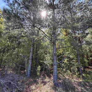 Photo #2 of TBD McClellan Rd., Hamer, SC 7.8 acres