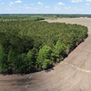Photo #7 of TBD McClellan Rd., Hamer, SC 7.8 acres