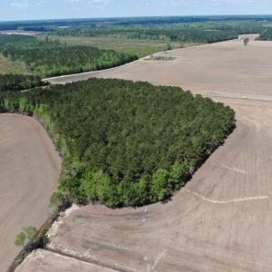 Photo #6 of TBD McClellan Rd., Hamer, SC 7.8 acres