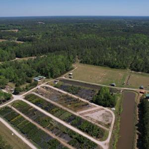 Photo #8 of TBD Cain Wilson Rd., Conway, SC 47.8 acres