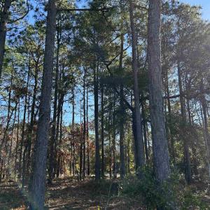 View of local wilderness