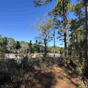 View of local wilderness