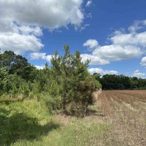 Photo #6 of TBD Easler Hwy, Greeleyville, SC 64.0 acres