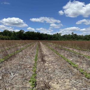 Photo #4 of TBD Easler Hwy, Greeleyville, SC 64.0 acres