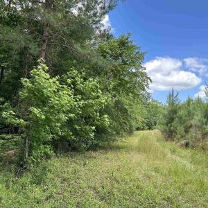 Photo #7 of TBD Easler Hwy, Greeleyville, SC 64.0 acres