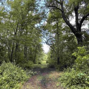 Photo #10 of TBD Easler Hwy, Greeleyville, SC 64.0 acres