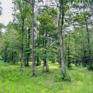 Photo #16 of 9985 Highway 17 North, McClellanville, SC 4.7 acres