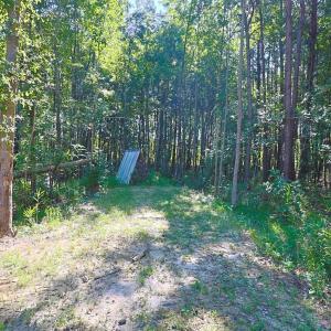 View of wooded area