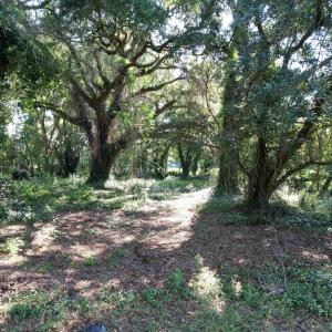 Photo #8 of TBD Sumter Hwy., Kingstree, SC 33.5 acres