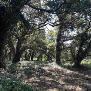 Photo #4 of TBD Sumter Hwy., Kingstree, SC 33.5 acres