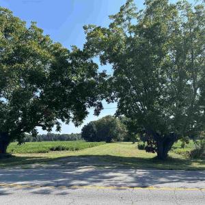 Photo #14 of TBD Sumter Hwy., Kingstree, SC 33.5 acres