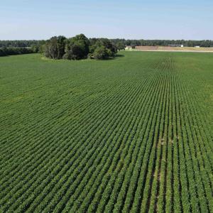 Photo #2 of TBD Sumter Hwy., Kingstree, SC 33.5 acres