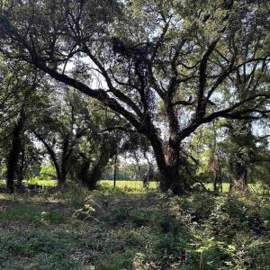 Photo #3 of TBD Sumter Hwy., Kingstree, SC 33.5 acres