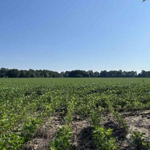 Photo #6 of TBD Sumter Hwy., Kingstree, SC 33.5 acres