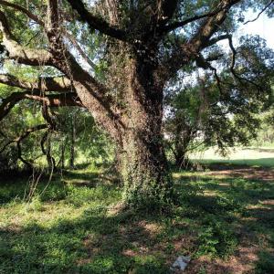 Photo #13 of TBD Sumter Hwy., Kingstree, SC 33.5 acres