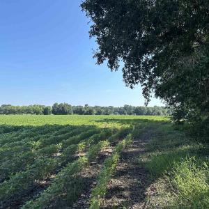 Photo #5 of TBD Sumter Hwy., Kingstree, SC 33.5 acres