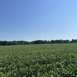 Photo #7 of TBD Sumter Hwy., Kingstree, SC 33.5 acres