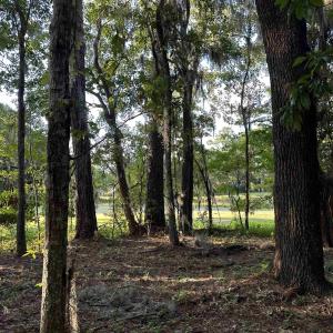 View of local wilderness