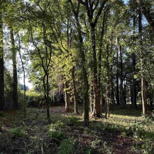 View of local wilderness