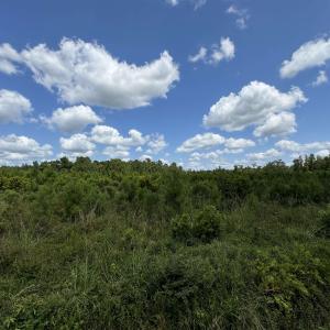 View of nature