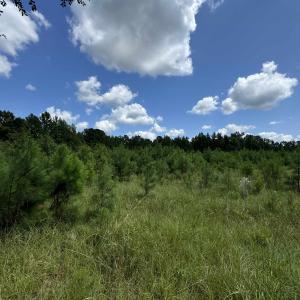 View of nature