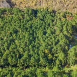 Photo #14 of TBD Mishoe Rd., Conway, SC 2.7 acres
