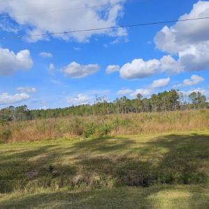 View of local wilderness
