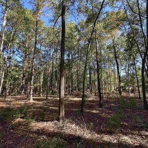 Photo #27 of TBD White Oak Dr., Manning, SC 20.5 acres