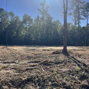 View of local wilderness